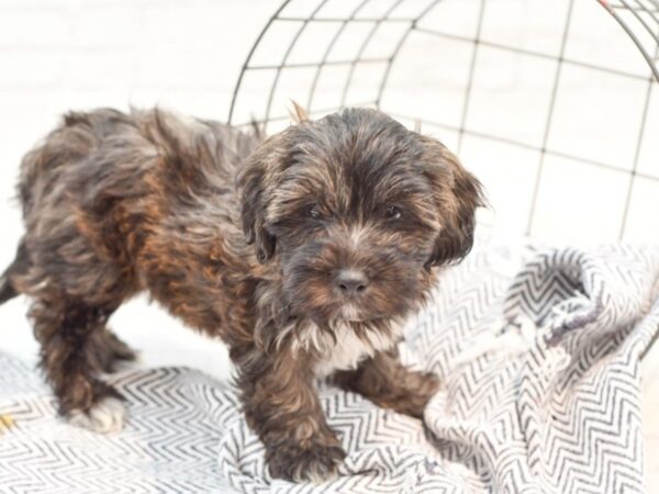 Shih Poo DOG Male Brown / White 35874 Petland Novi, Michigan