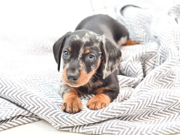 Dachshund DOG Male Silver Dapple 35875 Petland Novi, Michigan