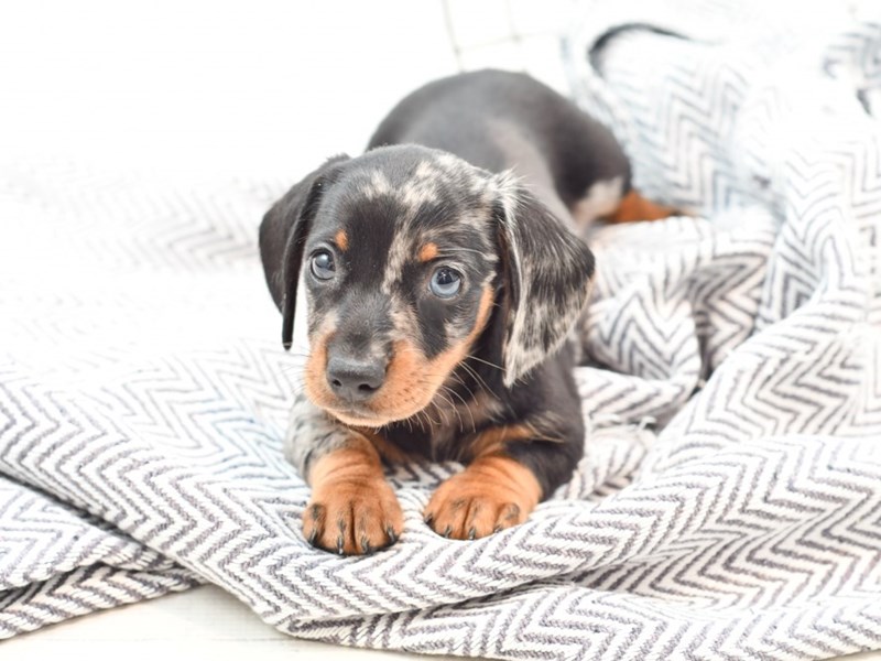 Dachshund Puppy Silver Dapple ID35875 Located at Petland Novi, Michigan