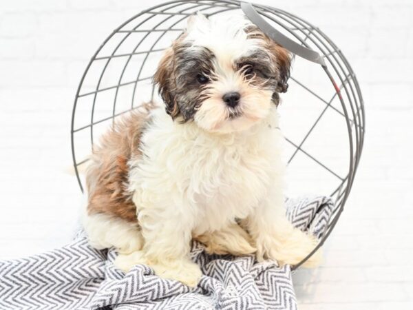 Shihpoo DOG Female Brown & White 35879 Petland Novi, Michigan