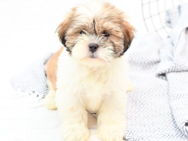 Shihpoo DOG Male Brown & White 35880 Petland Novi, Michigan