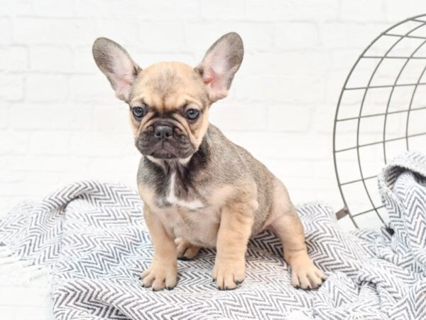 French Bulldog-DOG-Female-Fawn-35881-Petland Novi, Michigan