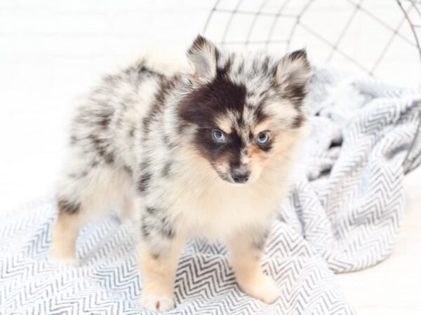 Pomsky DOG Male Blue Merle 35883 Petland Novi, Michigan