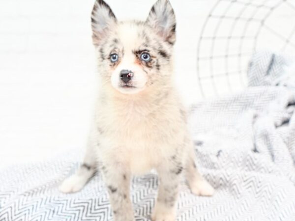 Pomsky DOG Female Blue Merle 35884 Petland Novi, Michigan