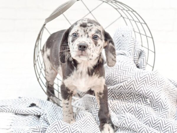 Puggle DOG Female Blue Merle 35886 Petland Novi, Michigan