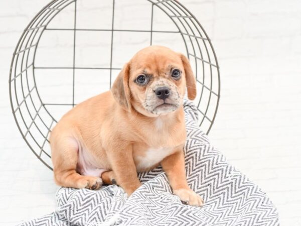 Puggle-DOG-Male-Fawn Merle-35887-Petland Novi, Michigan