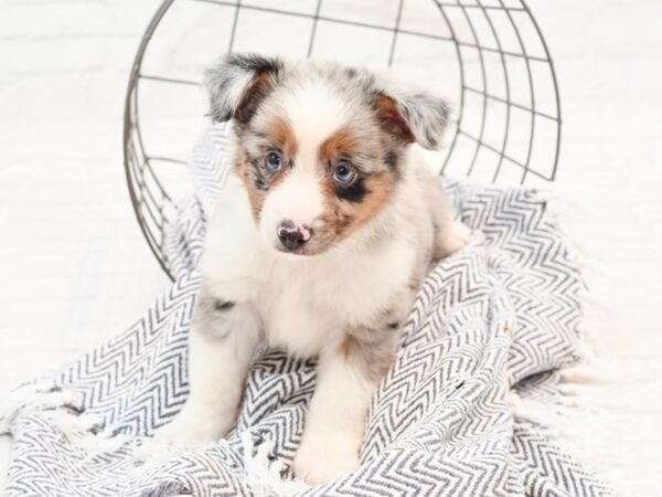 Miniature American Shepherd DOG Male Blue Merle 35876 Petland Novi, Michigan