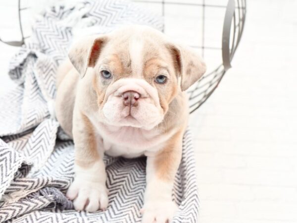 English Bulldog DOG Female Lilac Merle 35877 Petland Novi, Michigan