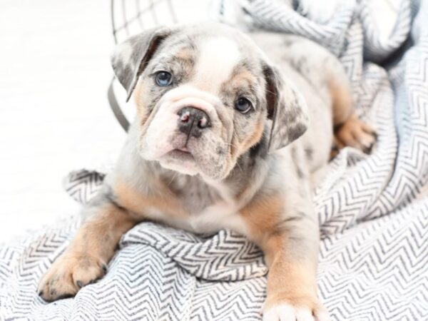 English Bulldog DOG Male Blue Merle 35878 Petland Novi, Michigan