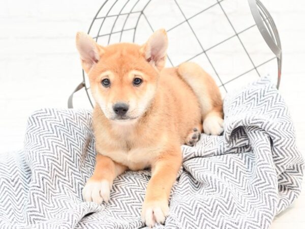 Shiba Inu DOG Male Red 35888 Petland Novi, Michigan