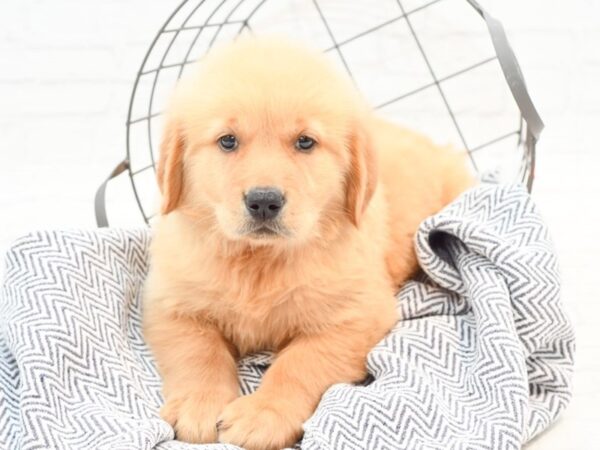 Golden Retriever DOG Male Golden 35889 Petland Novi, Michigan