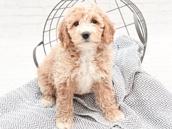 Mini Goldendoodle-DOG-Female-Light Golden-35890-Petland Novi, Michigan