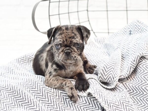 Pug-DOG-Female-Blue Merle-35891-Petland Novi, Michigan