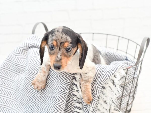 Dachshund DOG Female Blue Dapple, piebald 35892 Petland Novi, Michigan