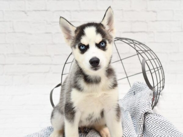 Siberian Husky DOG Female Black & White 35893 Petland Novi, Michigan