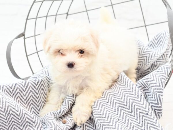 Maltese DOG Female White 35894 Petland Novi, Michigan