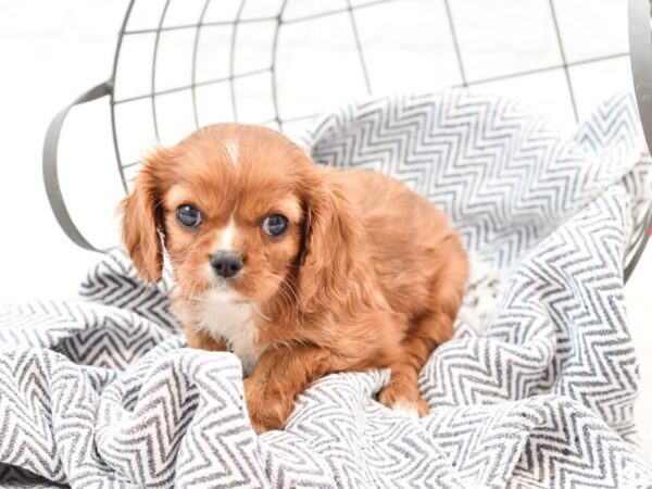 Cavalier King Charles DOG Female Ruby 35895 Petland Novi, Michigan