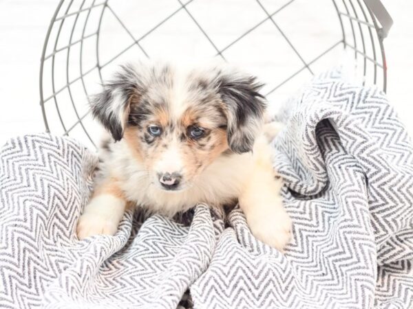 Miniature Australian Shepherd DOG Female Blue Merle 35896 Petland Novi, Michigan