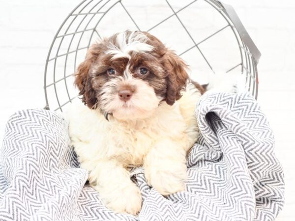 Shihpoo DOG Male Chocolate & White 35897 Petland Novi, Michigan