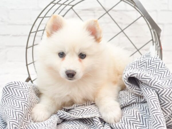 Huskimo-DOG-Male-Black & White-35899-Petland Novi, Michigan