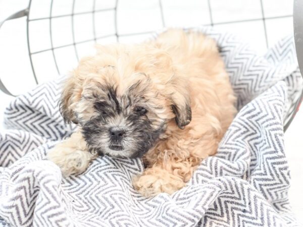 Daisy Dog DOG Female Brown & White 35900 Petland Novi, Michigan