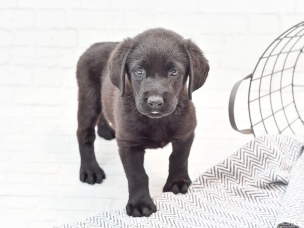 Labrador Retriever DOG Female Black 35901 Petland Novi, Michigan