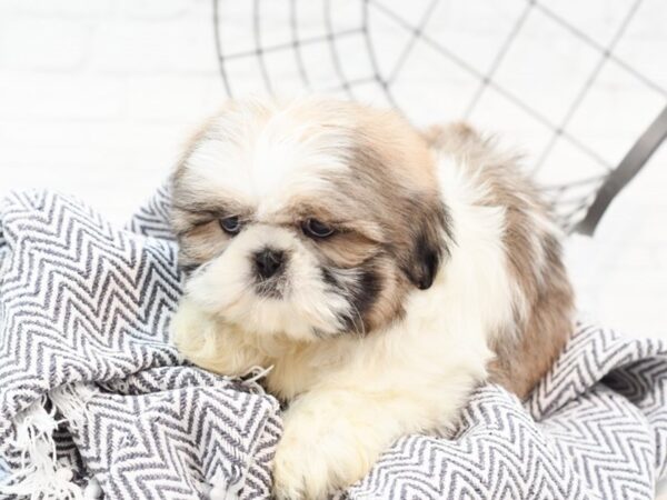 Shih Tzu DOG Male Brindle & White 35902 Petland Novi, Michigan