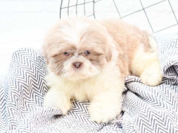 Shih Tzu DOG Male Blue& White 35903 Petland Novi, Michigan