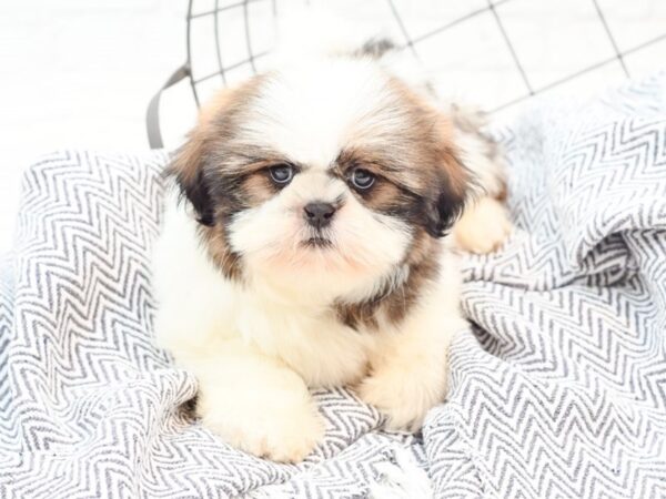 Shih Tzu DOG Male Gold & White 35904 Petland Novi, Michigan