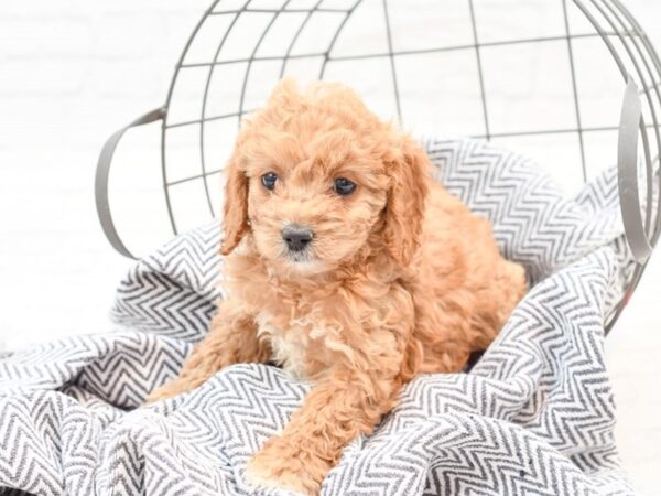 Cockadoodle-DOG-Female-Red-35898-Petland Novi, Michigan