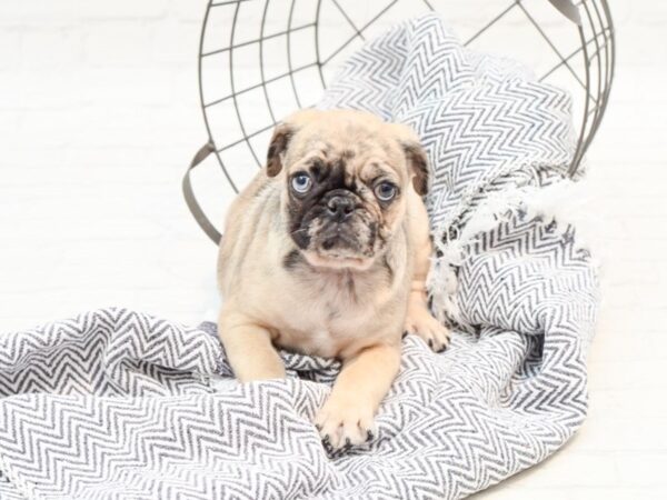 Pug-DOG-Male-Fawn Merle-35905-Petland Novi, Michigan