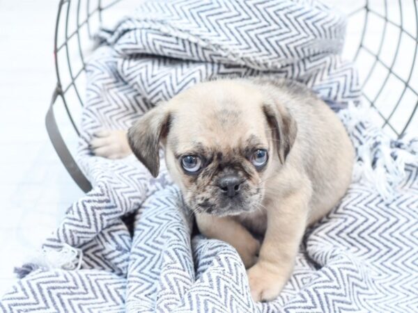 Pug-DOG-Female-Fawn Merle-35906-Petland Novi, Michigan