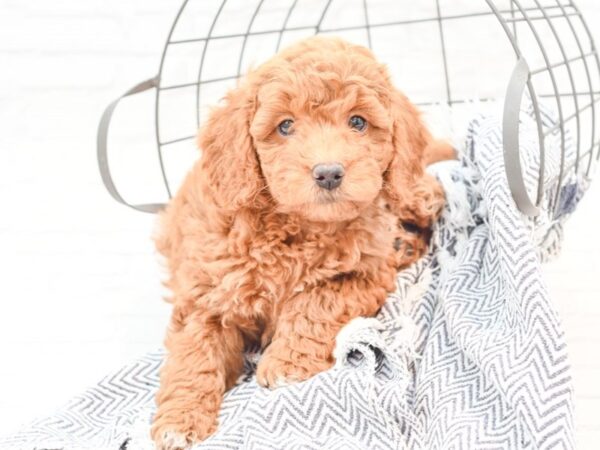 Mini Goldendoodle DOG Male Dark Golden 35907 Petland Novi, Michigan