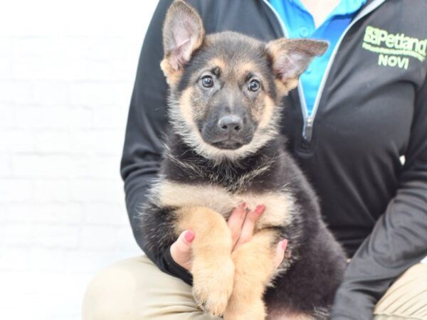 German Shepherd DOG Male Black & Tan 35908 Petland Novi, Michigan