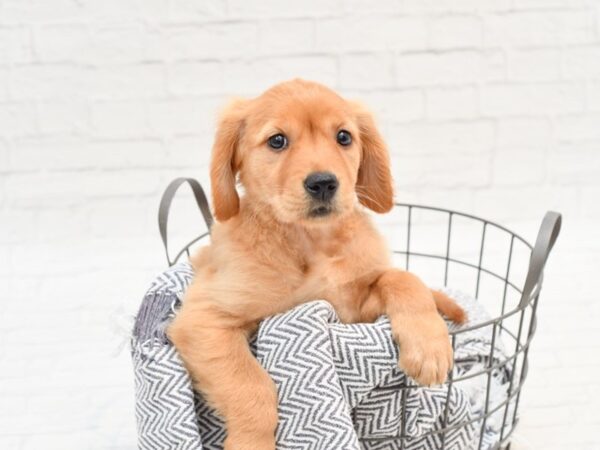 Golden Retriever DOG Female Golden 35909 Petland Novi, Michigan