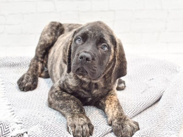 English Mastiff DOG Male Brindle 35913 Petland Novi, Michigan