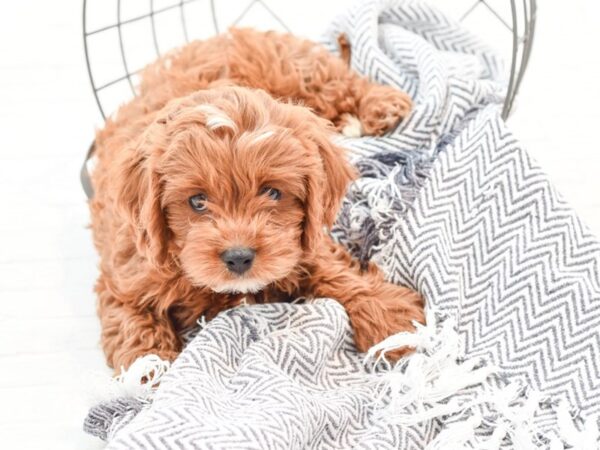 Cavapoo-DOG-Male-Ruby-35914-Petland Novi, Michigan