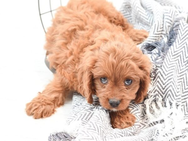 Cavapoo DOG Female Ruby 35915 Petland Novi, Michigan