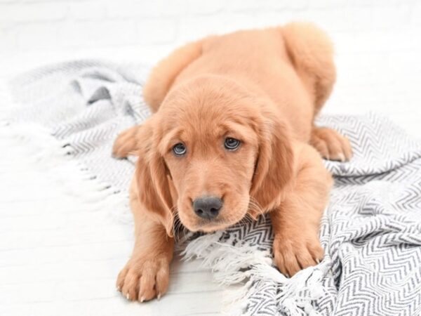 Golden Retriever-DOG-Female-Dark Golden-35910-Petland Novi, Michigan