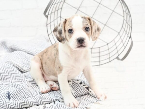 Boggle DOG Male Blue Merle Gray & White 35911 Petland Novi, Michigan