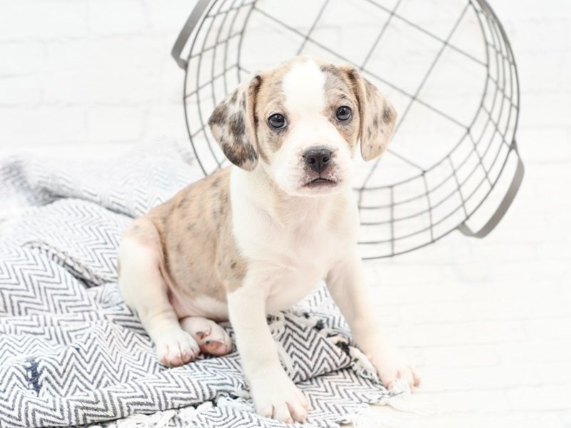 Boggle Puppy Blue Merle Gray & White ID:35911 Located at Petland Novi ...