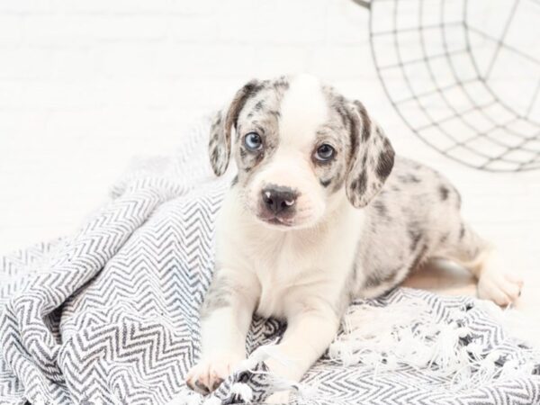 Boggle DOG Female Red Merle & White 35912 Petland Novi, Michigan