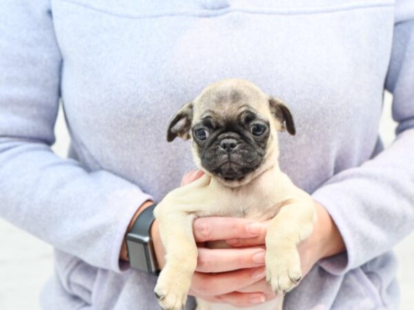 Pug DOG Female Fawn 35917 Petland Novi, Michigan