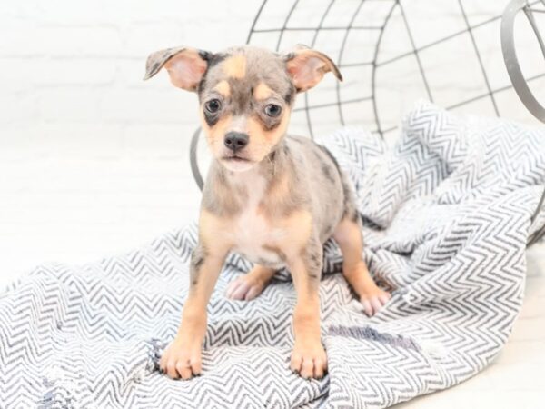 Chihuahua-DOG-Male-Blue Merle-35918-Petland Novi, Michigan