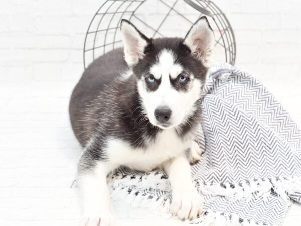 Siberian Husky DOG Female Black / White 35919 Petland Novi, Michigan