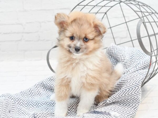 Pomeranian/Miniature Australian Shepherd DOG Female Sable / White 35920 Petland Novi, Michigan