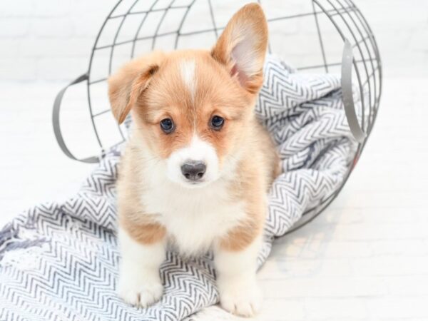 Pembroke Welsh Corgi DOG Female Red / White 35921 Petland Novi, Michigan