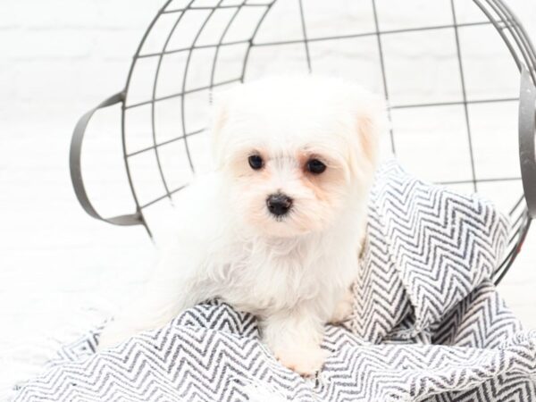 Maltese DOG Female White 35922 Petland Novi, Michigan