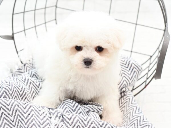 Maltese DOG Female White 35923 Petland Novi, Michigan