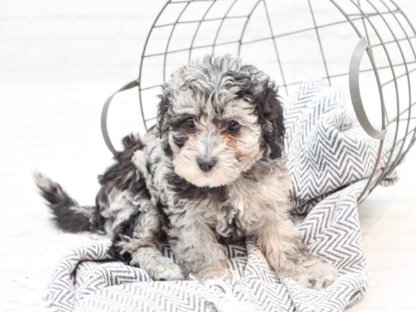 Daisy Dog-DOG-Female-Blue Merle-35924-Petland Novi, Michigan